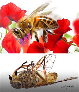 ABEILLES